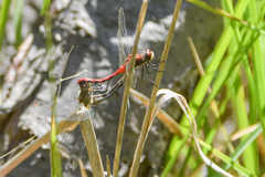 Sympetrum obtrusum