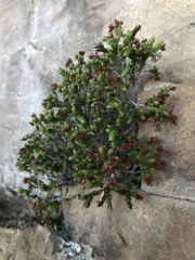 Erica costatisepala