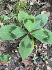 Persicaria filiformis