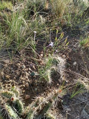 Ipomopsis longiflora