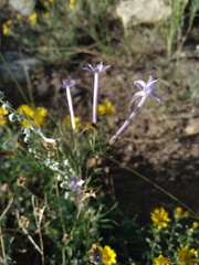 Ipomopsis longiflora