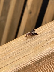 Delphinia picta