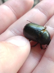 Pentodontini