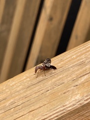 Delphinia picta
