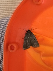 Amphipyra tragopoginis