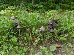 Coprinopsis atramentaria