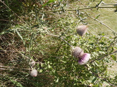 Cirsium decussatum