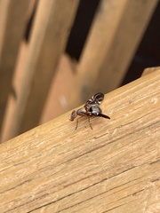Delphinia picta