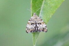 Choreutis diana