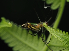 Leucauge decorata