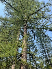 Larix occidentalis