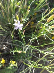 Ipomopsis longiflora