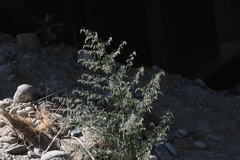 Artemisia sieversiana