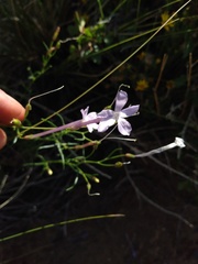 Ipomopsis longiflora