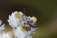 Choreutis diana