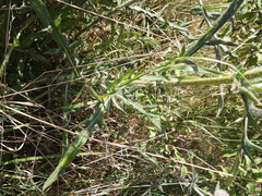 Cirsium decussatum