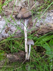 Coprinopsis atramentaria