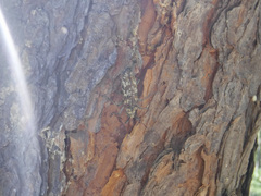 Monochamus marmorator