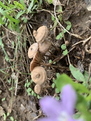 Panaeolus foenisecii