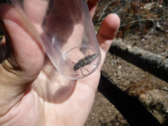 Buprestis consularis