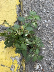 Solanum emulans