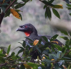 Penelope obscura