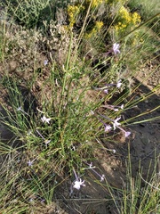 Ipomopsis longiflora