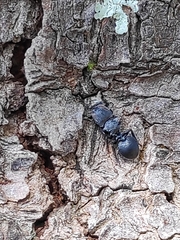 Cephalotes