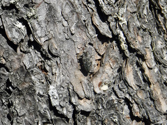 Chrysobothris dentipes