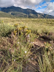 Ipomopsis longiflora