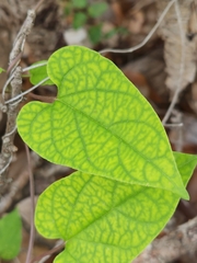 Matelea edwardsensis