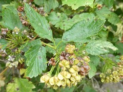 Physocarpus opulifolius