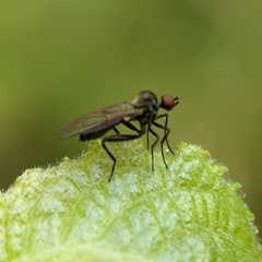 Empidoidea