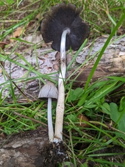 Coprinopsis atramentaria