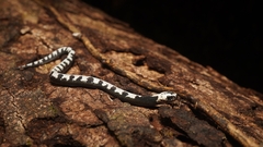 Asthenodipsas malaccanus