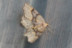 Lambdina fiscellaria