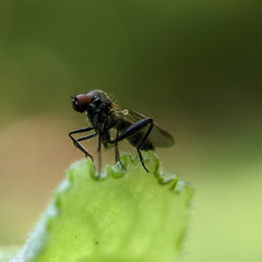 Empidoidea
