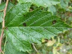 Physocarpus opulifolius