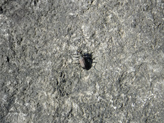 Cicindela longilabris