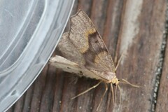 Lambdina fiscellaria