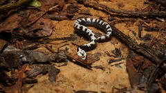 Asthenodipsas malaccanus