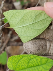 Matelea edwardsensis