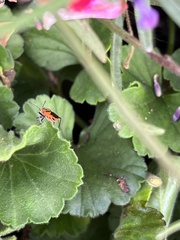Corizus hyoscyami