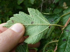 Physocarpus opulifolius