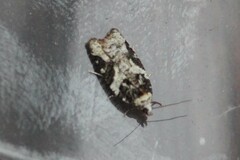 Acleris variana