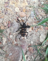 Ceroplesis capensis