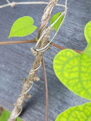 Matelea edwardsensis