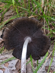 Coprinopsis atramentaria