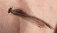 Sympecma paedisca