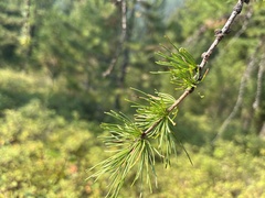 Larix occidentalis